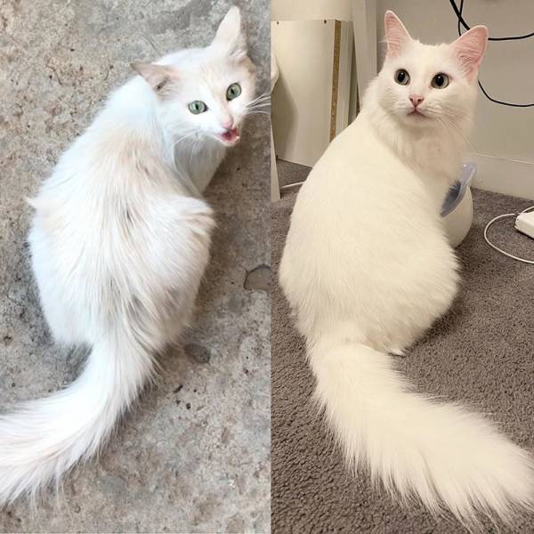 "I rescued the cat off the street. Photos before and after. One year difference. :)"