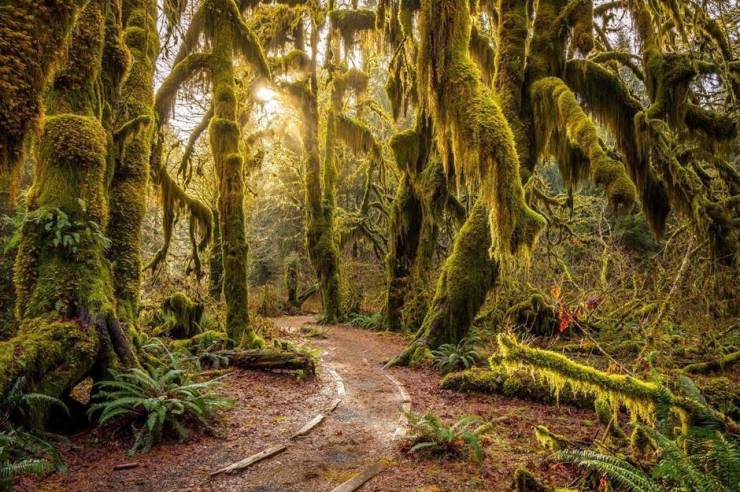 hoh rainforest campground