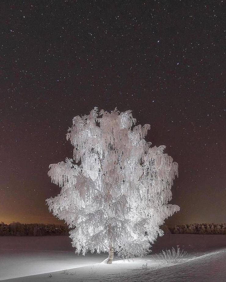 “A frozen birch tree.”