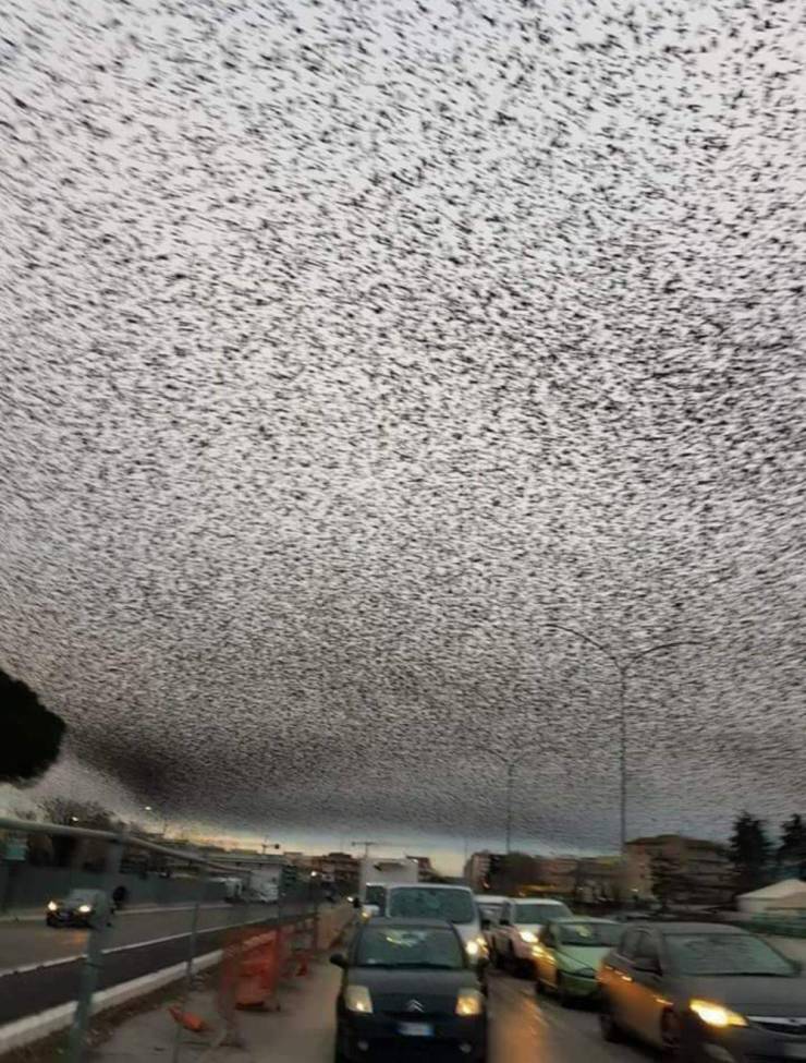 birds occupied sky in rome