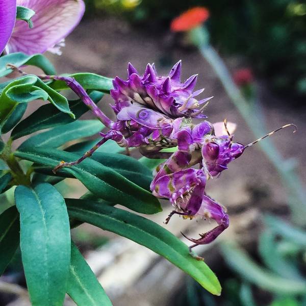 spiny flower mantis pink