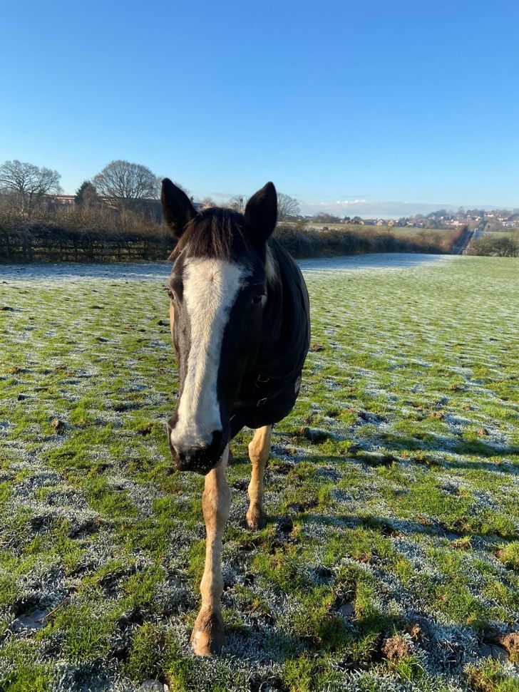 My horse looking like her head has been stuck onto 2 sticks...”