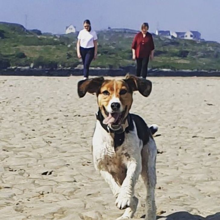 “My dog giving my mom and sister a ride across the beach on his ears”