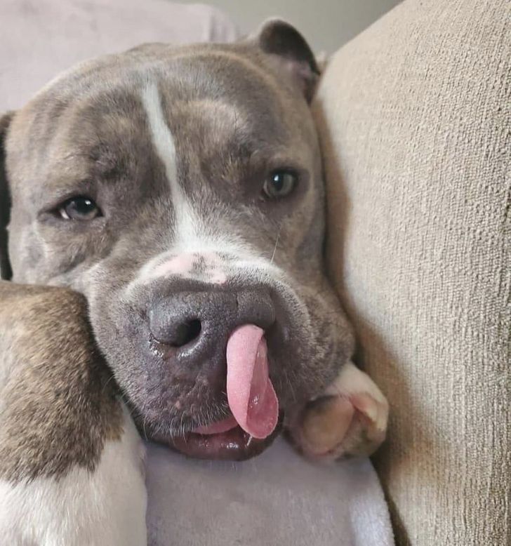 It looks like this dog’s tongue is sticking out of his nose.