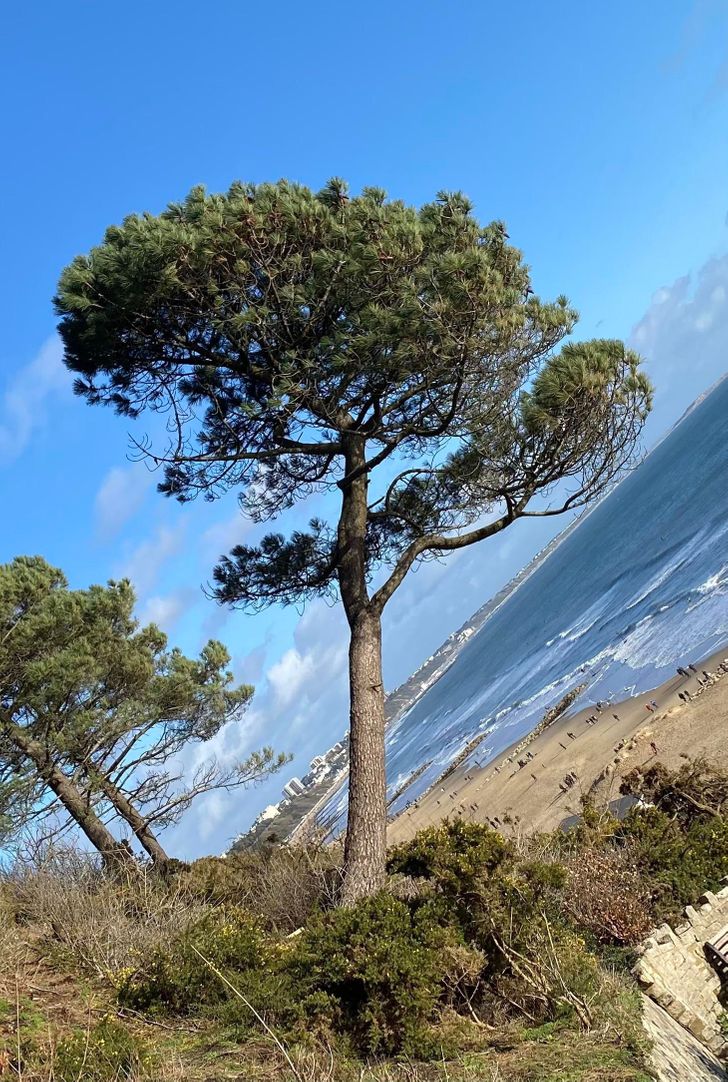 Is it the tree or its surroundings that are crooked?