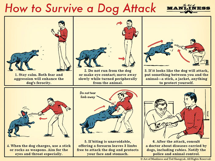 cool infographics - How to Survive a Dog Attack 1. Stay calm. Both fear and aggression will enhance the dog's ferocity. 2. Do not run from the dog or make eye contact; move away slowly while turned peripherally from the animal. 3. If it looks