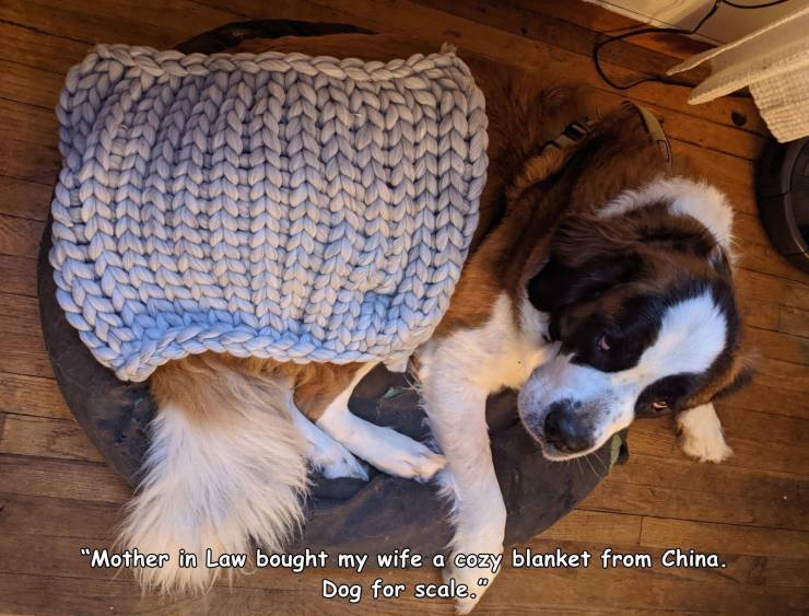 fur - "Mother in Law bought my wife a cozy blanket from China. Dog for scale.