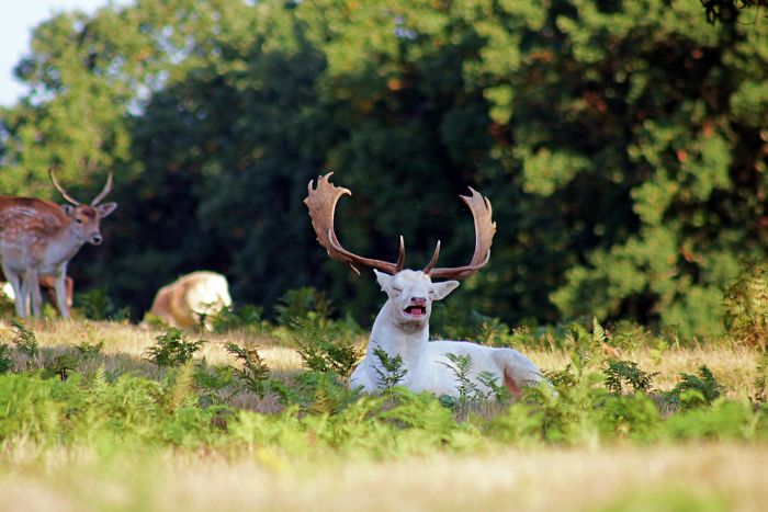 albino deer sneezing