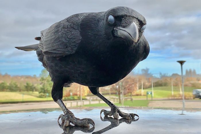 crow blinking - Dodaran
