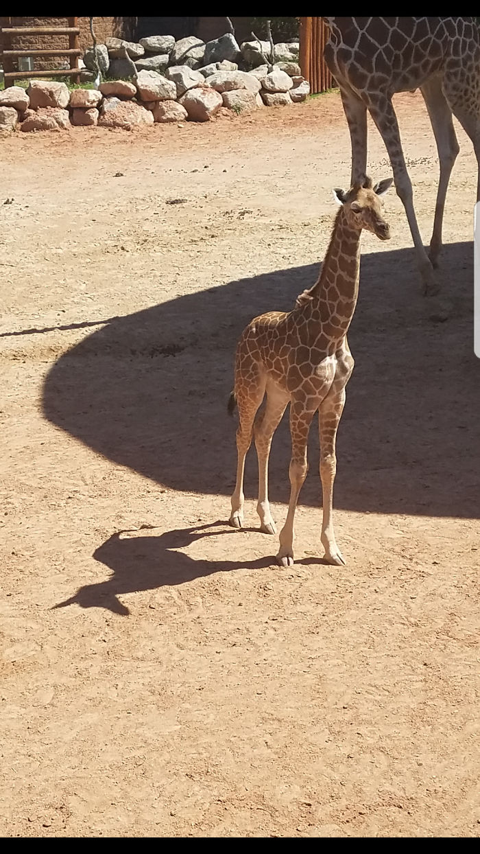 giraffe unicorn shadow
