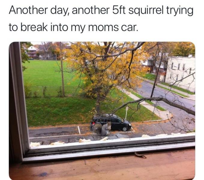 5 ft squirrel car - Another day, another 5ft squirrel trying to break into my moms car.