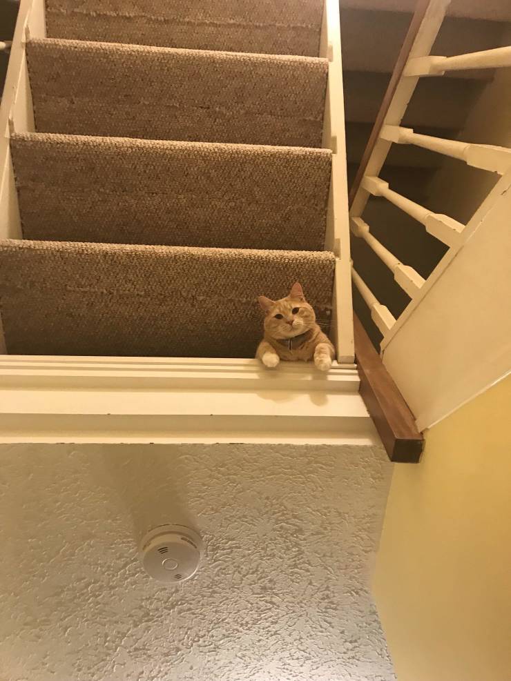 cat stairs