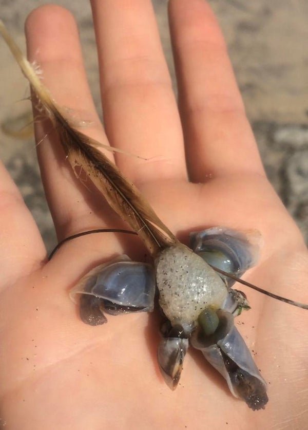 At the beach in Southern CA. Alive with claw things that moved in purple sheathes. Bubbly body. A feather stuck to it????? (Screenshot from video)

A: Looks like a cluster of goose barnacles with a random feather in there.