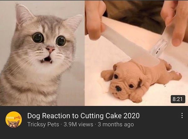 dog reaction to cutting cake 2020 funny dog cake reaction compilation - tripes Dog Reaction to Cutting Cake 2020 Tricksy Pets 3.9M views 3 months ago