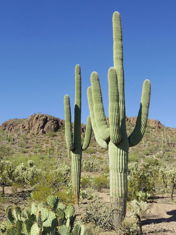 A man was killed when he tried to shoot down a 125-year old Saguaro cactus. The man blasted most the way through and poked at one of the plants arms. The 500lb arm then fell crushing him.