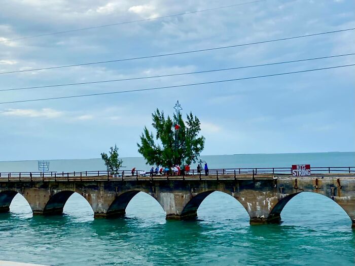 Til That There Is An Australian Pine Growing Out Of An Old Railroad Bridge In The Florida Keys Named Fred The Tree. Fred Survives With Salt Spray, Lots Of Sunshine, And No Apparent Soil. Fred Even Withstood Hurricane Irma!