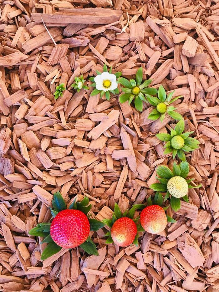 Strawberry Cycle That My Dad (A Berry Farmer) Sent Me