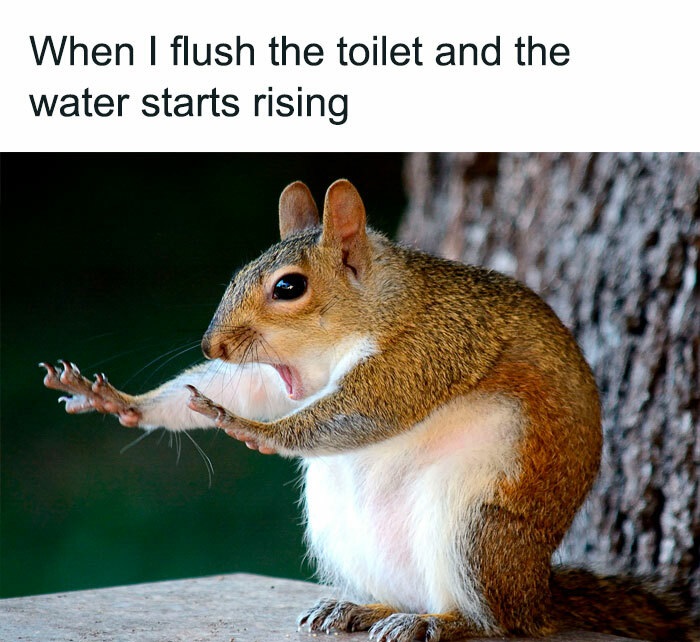 funny memes - funny squirrel memes - When I flush the toilet and the water starts rising