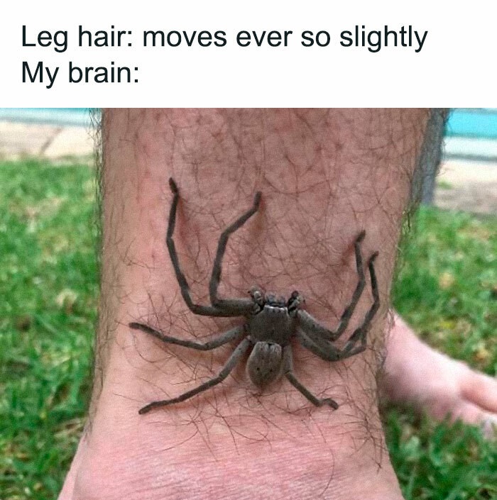 funny memes - Leg hair moves ever so slightly My brain spider