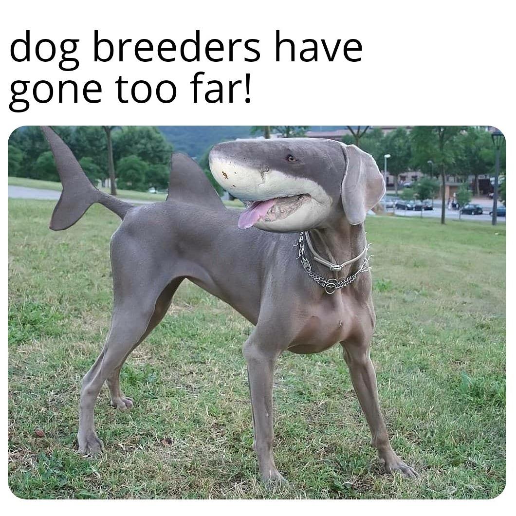 funny pics and randoms - weirdest hybrid animals - dog breeders have gone too far!