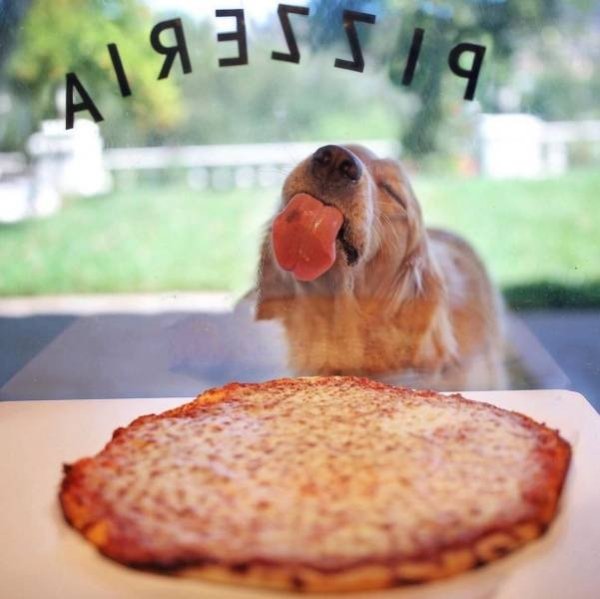 funny pics and randoms - dog licking glass pizzeria - A19ES519
