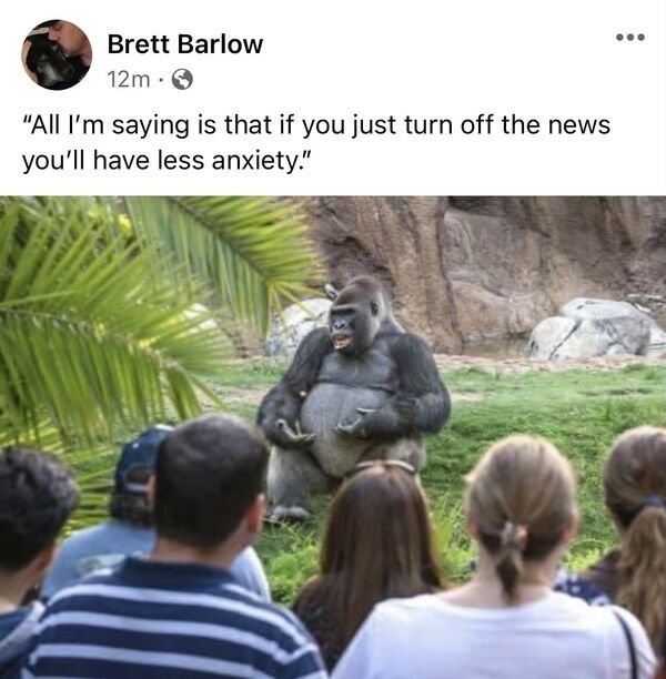 funny pics and randoms - gorilla lecture - Brett Barlow 12m "All I'm saying is that if you just turn off the news you'll have less anxiety."