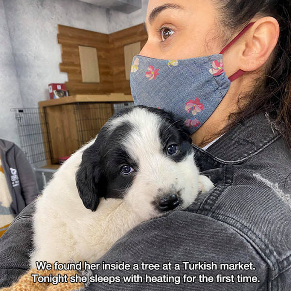 dog - We found her inside a tree at a Turkish market. Tonight she sleeps with heating for the first time.