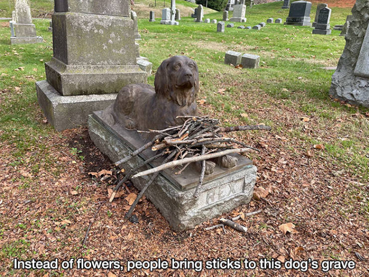 grave - Instead of flowers, people bring sticks to this dog's grave