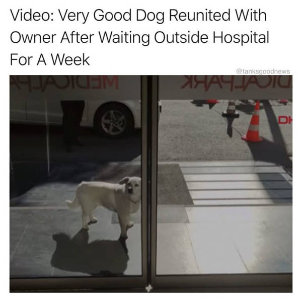 Hospital - Video Very Good Dog Reunited With Owner After Waiting Outside Hospital For A Week Fuadium Hajajic Di