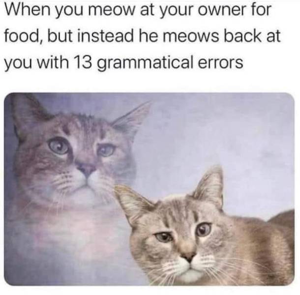 you meow at your owner for food - When you meow at your owner for food, but instead he meows back at you with 13 grammatical errors