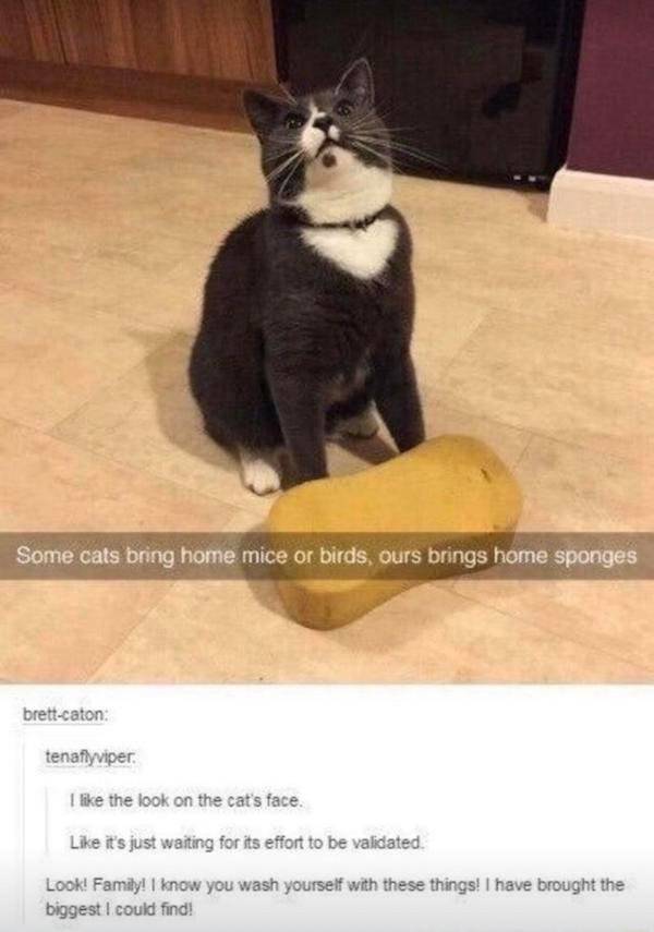 cat tumblr posts - Some cats bring home mice or birds, ours brings home sponges brettcaton tenaflyviper. I the look on the cat's face. it's just waiting for its effort to be validated. Look! Family! I know you wash yourself with these things! I have broug