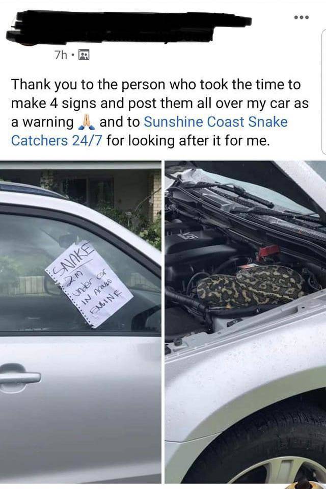 windshield - 7h. Thank you to the person who took the time to make 4 signs and post them all over my car as a warning and to Sunshine Coast Snake Catchers 247 for looking after it for me. Snake under car In Araw Emine