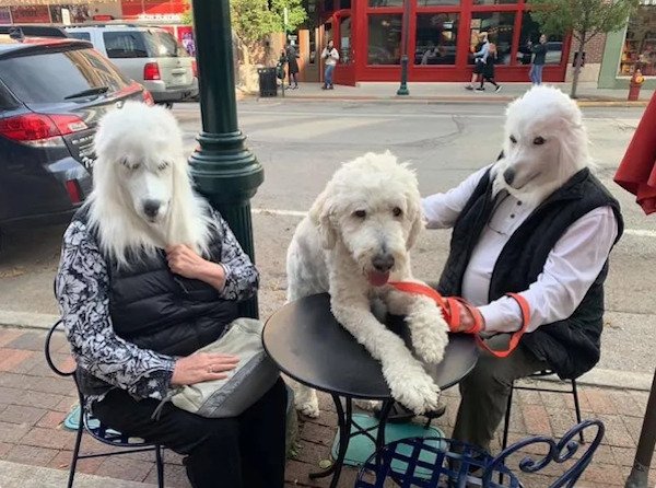 funny pics - dogs sitting at table wearing human clothes