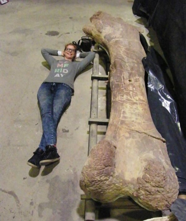 cool pics - giant leg bone of a dinosaur