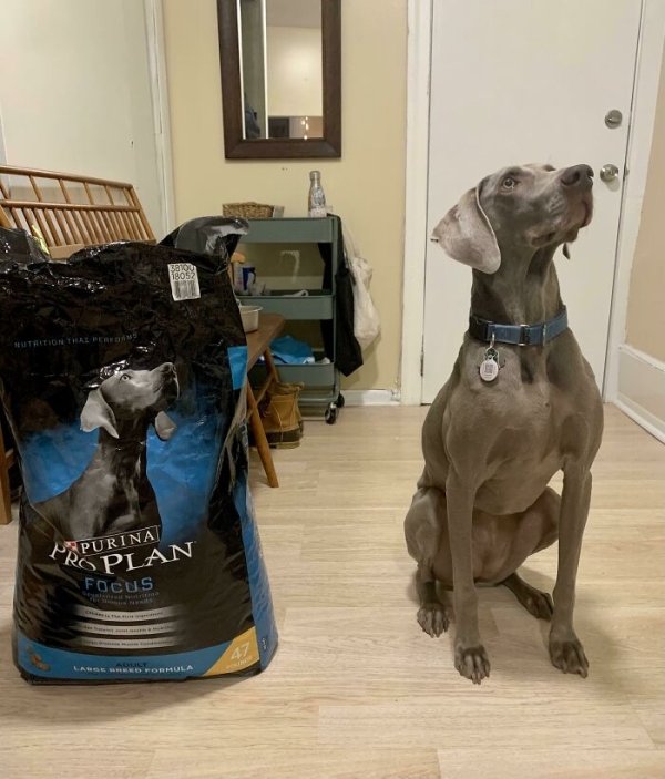 cool pics - dog looks like picture of dog on food bag
