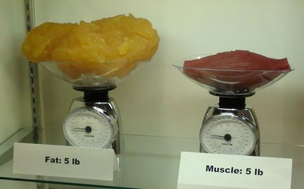 cool pics - comparing fat with muscle