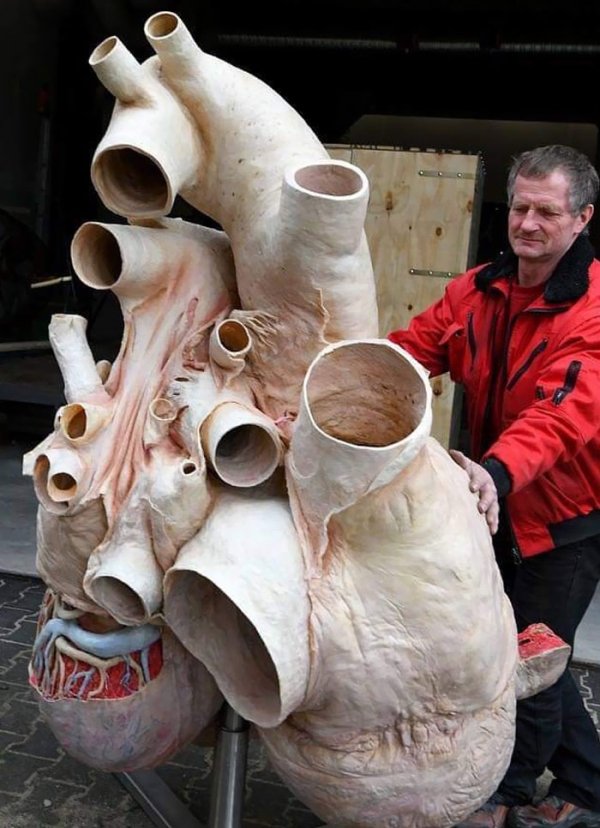 cool pics -- giant blue whale's heart