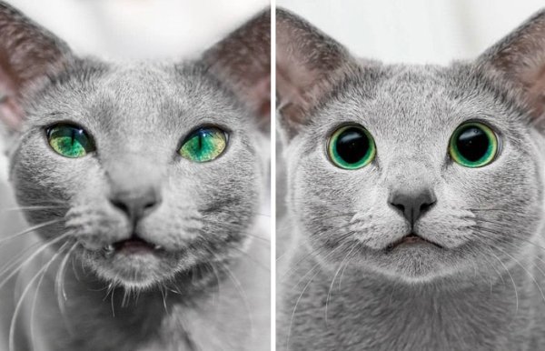 cool pics - cat with very green eyes