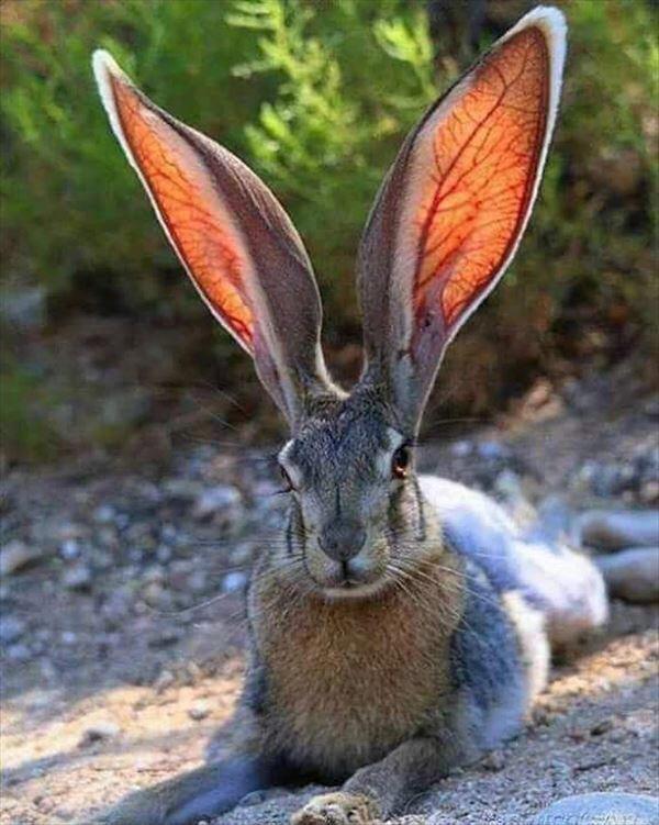 rabbits with big ears