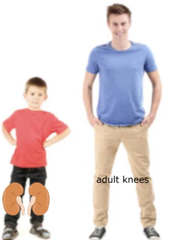 child growing up stages - adult knees She