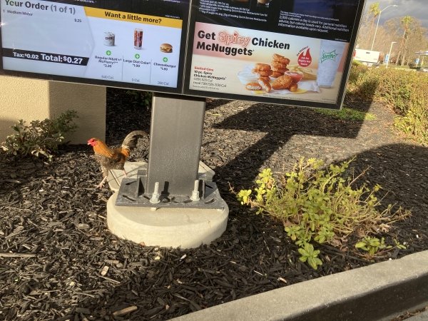 tree - Yeur Order 1 of 1 Want a little more? Get Spicy Chicken McNuggets Trx"0.02 Total $0.27 o the D