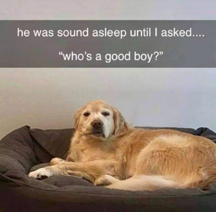 adorable memes - he was sound asleep until I asked.... "who's a good boy?"
