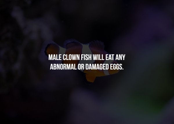 atmosphere - Male Clown Fish Will Eat Any Abnormal Or Damaged Eggs.