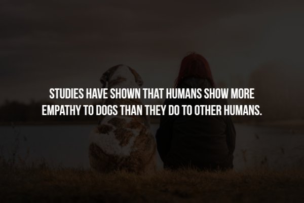 ie6 - Studies Have Shown That Humans Show More Empathy To Dogs Than They Do To Other Humans.