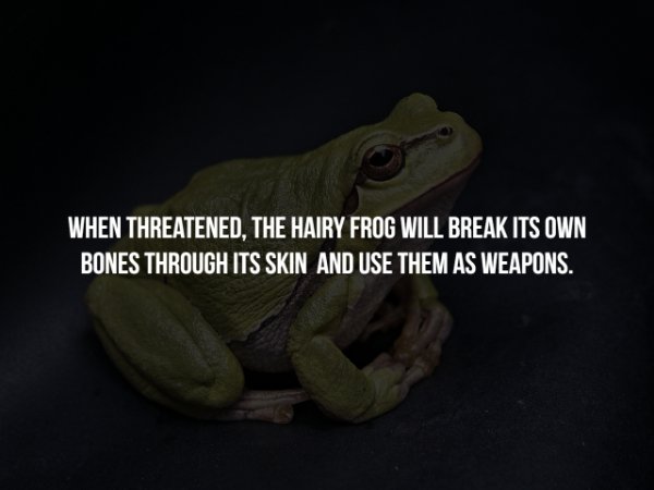t know their true power - When Threatened, The Hairy Frog Will Break Its Own Bones Through Its Skin And Use Them As Weapons.