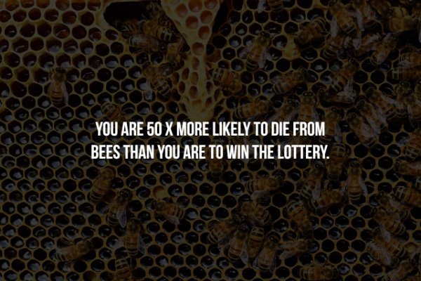 do bees store honey - You Are 50 X More ly To Die From X Bees Than You Are To Win The Lottery.