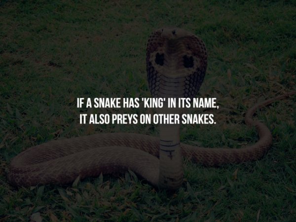 fauna - If A Snake Has 'King' In Its Name, It Also Preys On Other Snakes.