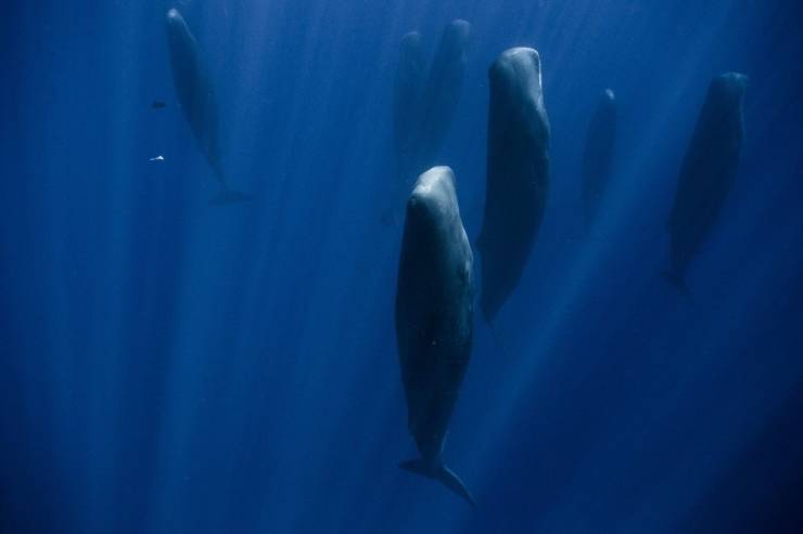 sperm whale sleeping vertically