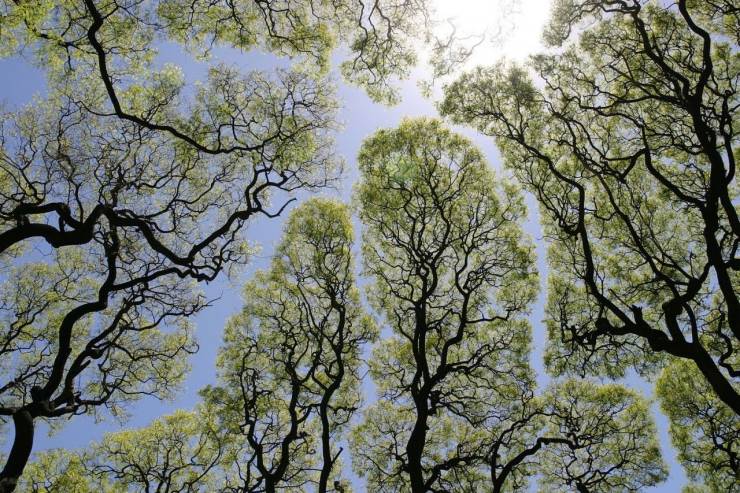 crown shyness trees