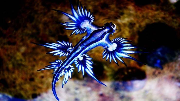 blue sea dragon